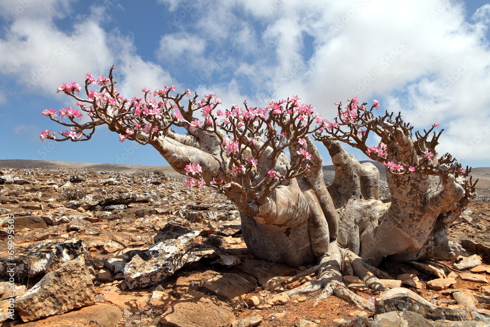 Obraz premium Bottle tree in bloom - adenium obesum