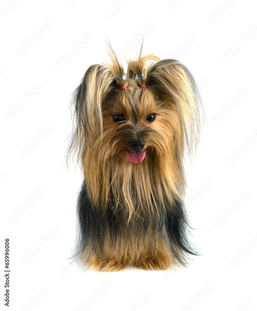 yorkshire terrier isolated on white yorkshire terrier isolated on white