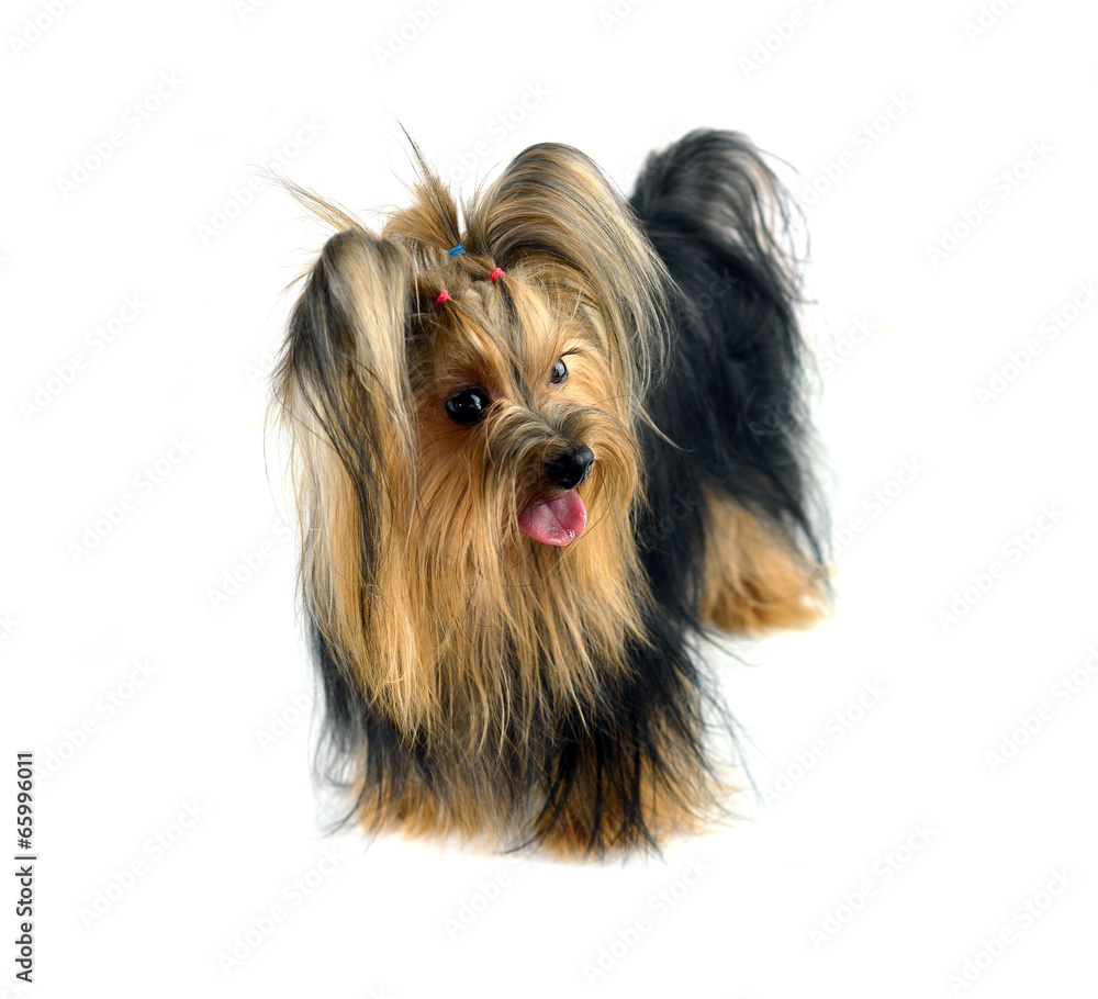 yorkshire terrier isolated on white yorkshire terrier isolated on white