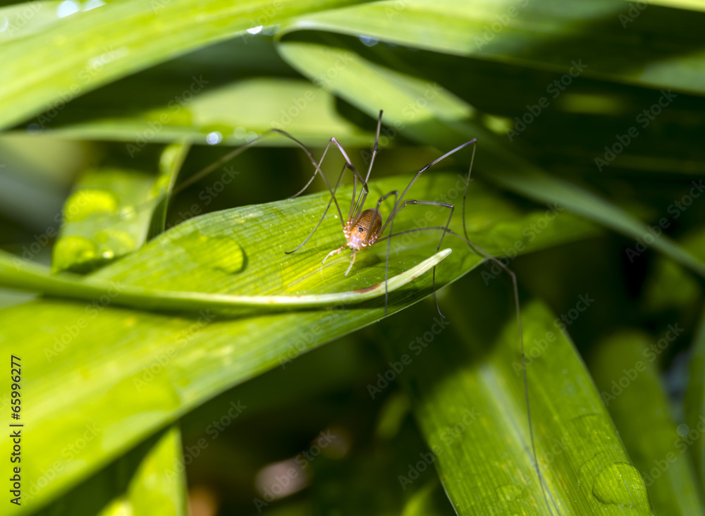 Pholcidae, commonly known as cellar spiders, are a spider family Pholcidae, commonly known as cellar spiders, are a spider family