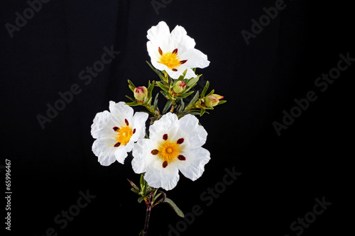 Canvastavla Gum rockrose - Cistus ladanifer - in the heath fields of Alentej