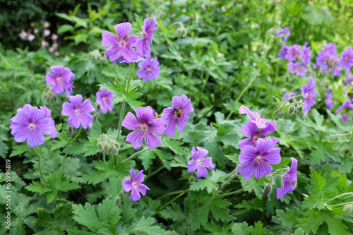 Fototapeta Naklejka Na Ścianę i Meble -  Purple geraniums with a honeybee