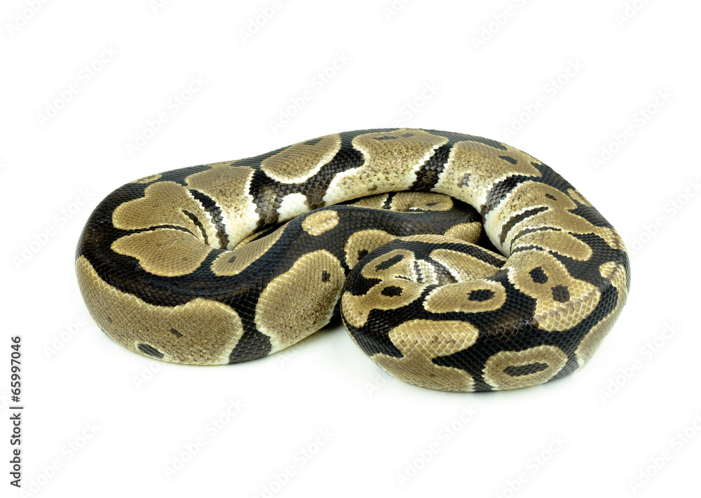 Royal Python, or Ball Python in studio against a white backgroun Royal Python, or Ball Python in studio against a white backgroun