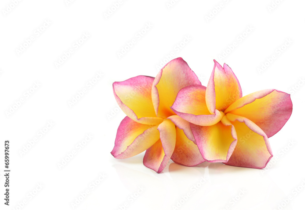 frangipani flower isolated on white frangipani flower isolated on white