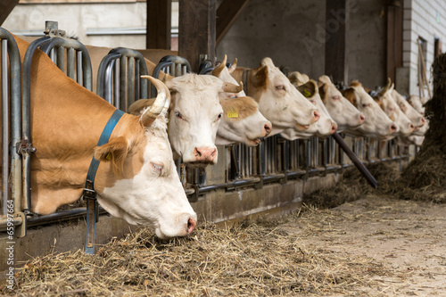 Vaches à la ferme