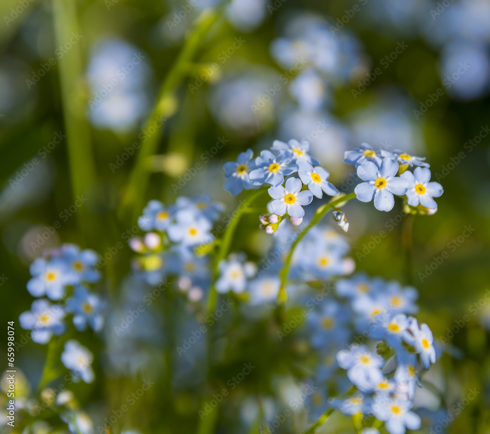 forget-me-not forget-me-not