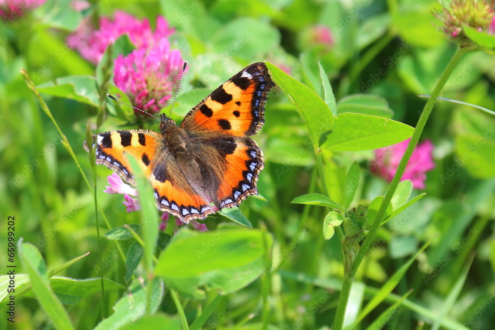 Obraz premium Orange Butterfly