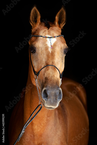 Akhal-Teke horse