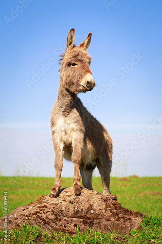 Tableau sur toile Grey donkey