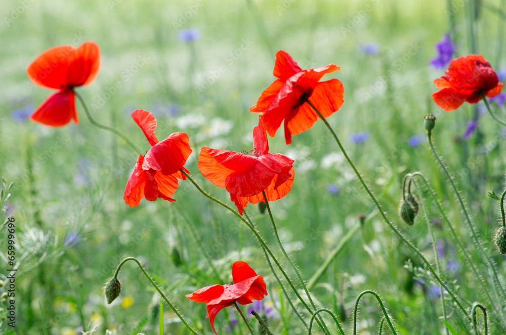 Obraz premium red poppy