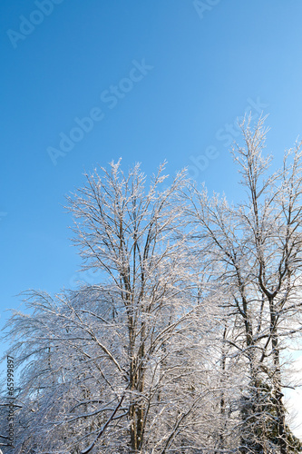 Trees covered in ice