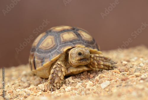 african spurred sulcata   isolated on a brown background