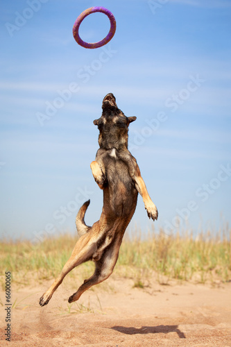 Malinois Belgian Shepherd dog