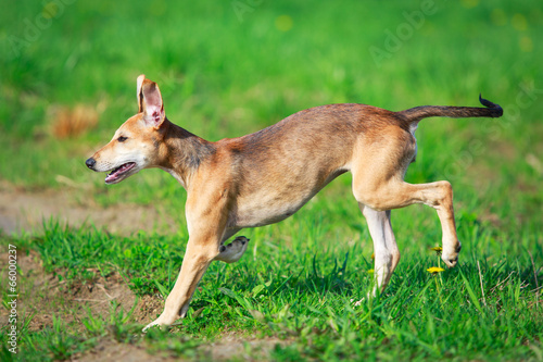 hortaya borzaya dog photo