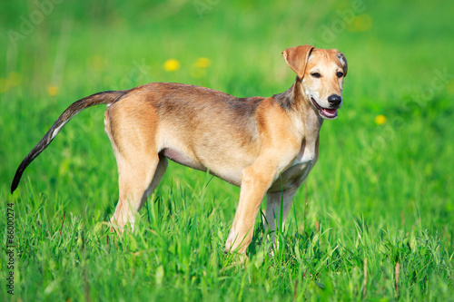 hortaya borzaya dog photo