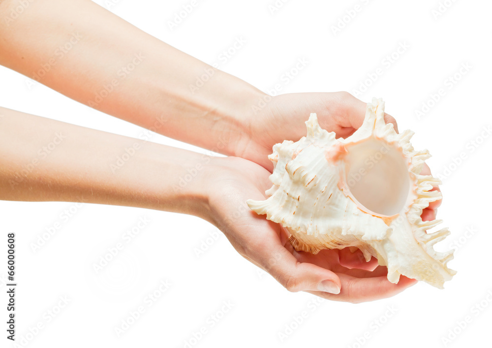 shell in the hands shell in the hands