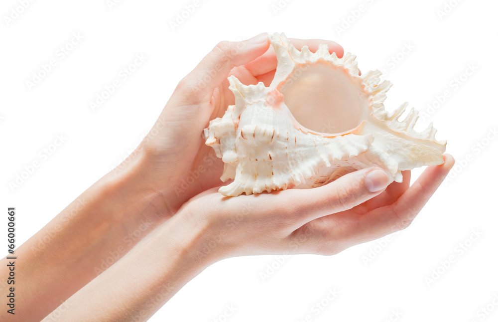 shell in the hands shell in the hands