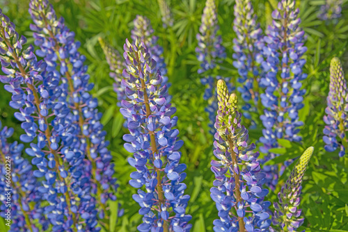 Wild lupines flowers in detail