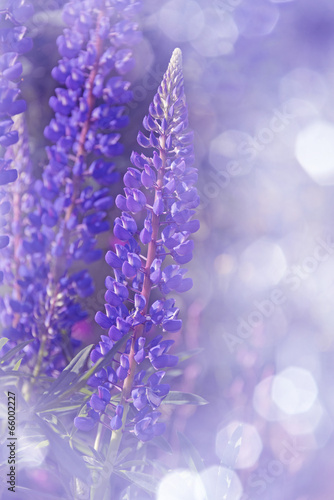 purple lupines flowers in detail