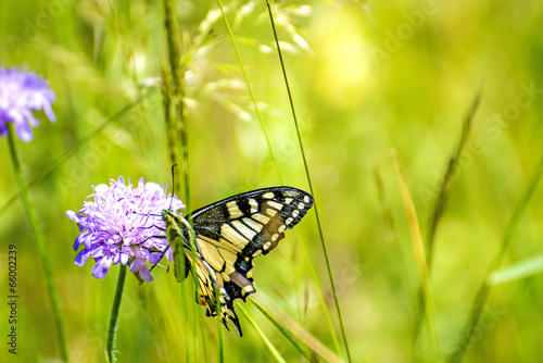 Schwalbenschwanz, Papilio machaon #66002239