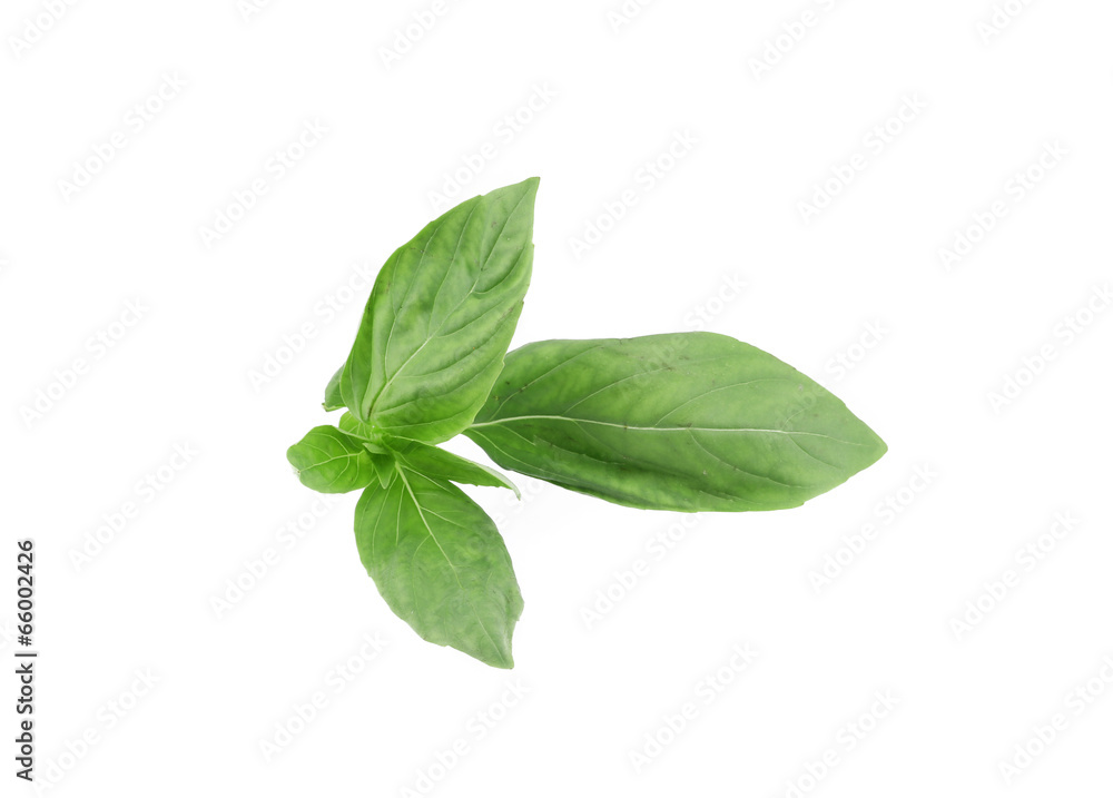 Basil. Basil.