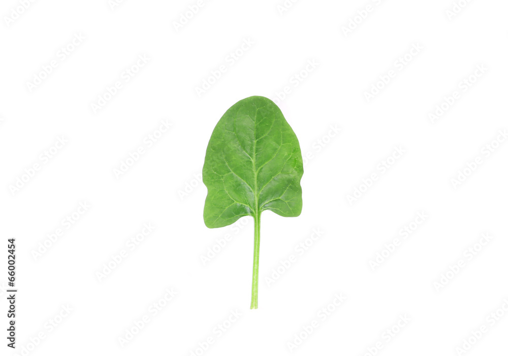 Spinach leaf. Spinach leaf.