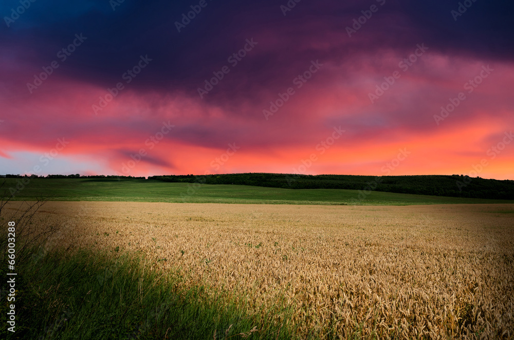 wheat in the night