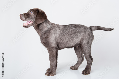 Puppy labrador retriever studio portrait on white background.