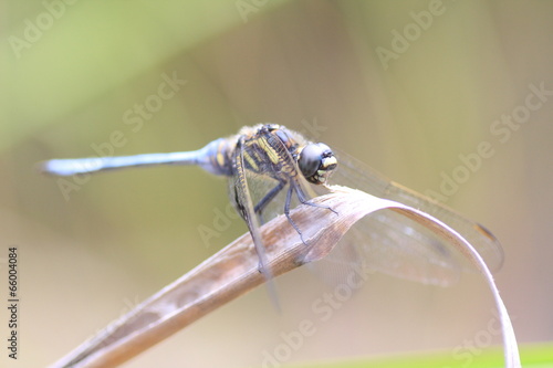 Orthetrum poecilops miyajimaense dragonfly in Japan