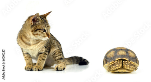 cat isolated and Tortoise on white background
