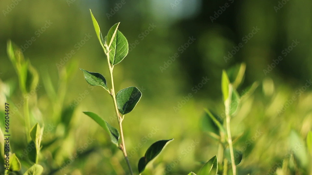 Fresh green leaves close-up Fresh green leaves close-up