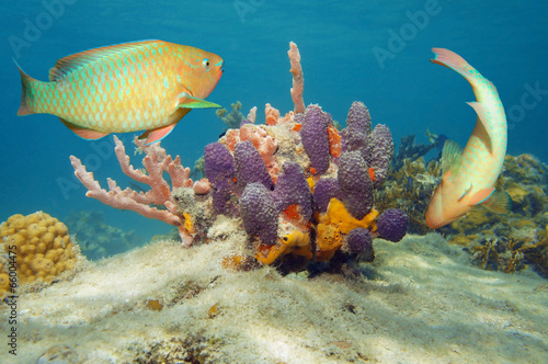 Underwater world colorful tropical fish and sponge