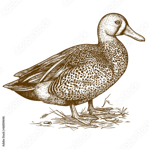 vector engraving duck on white background