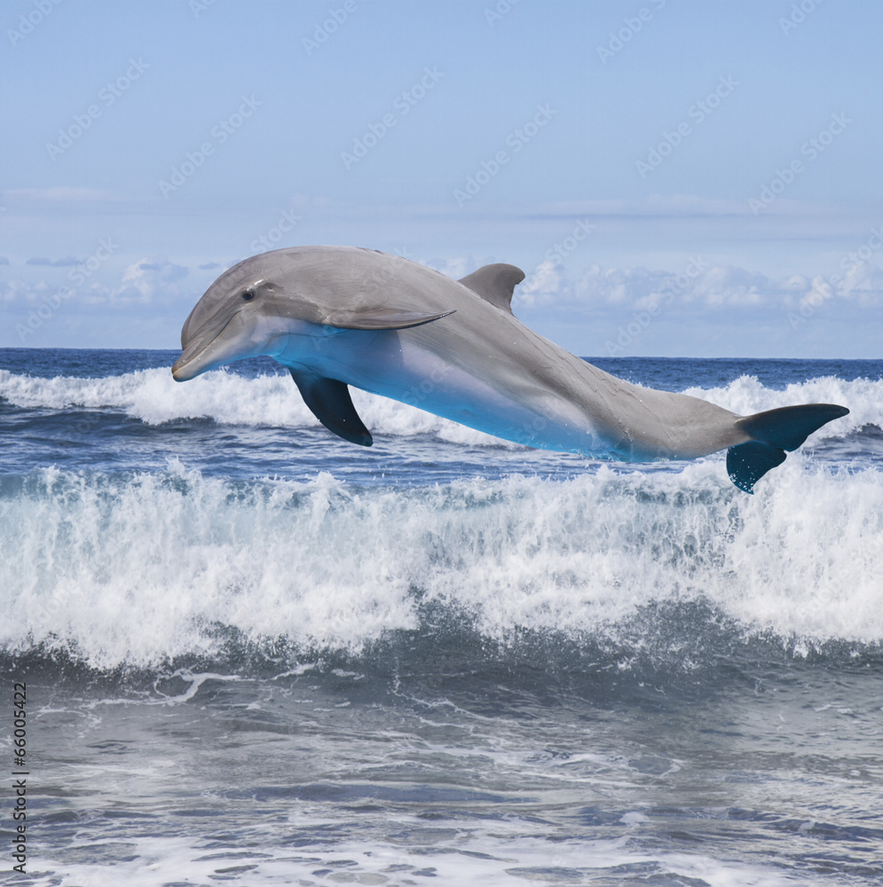 Naklejka premium jumping dolphin