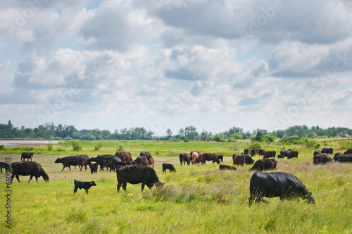herd of grazing cows