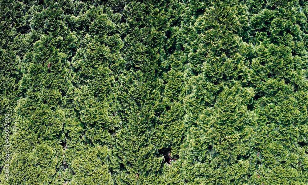 Hecke Muster grün Hintergrund