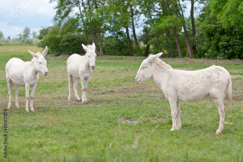 Fototapet three white donkeys on the pasture