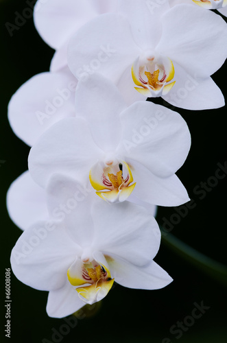 Fototapeta Naklejka Na Ścianę i Meble -  white orchid