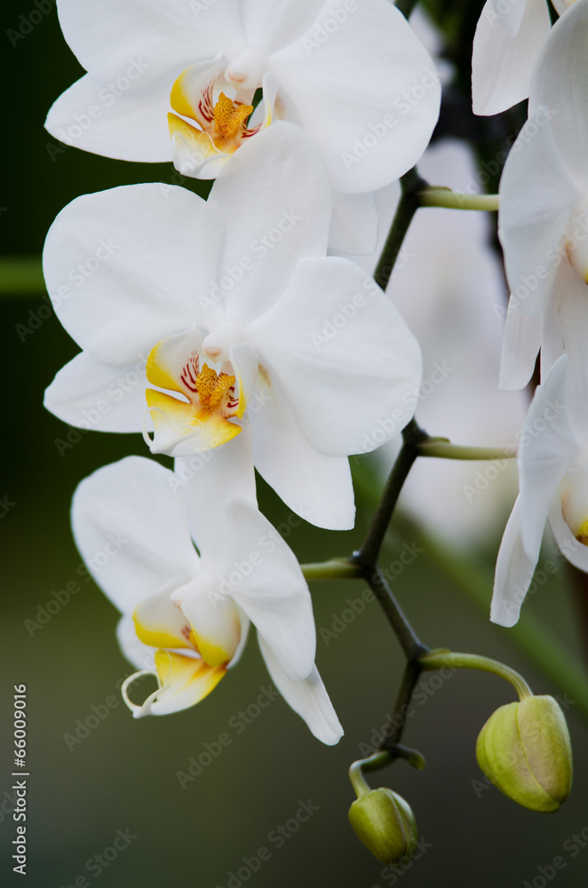 Obraz premium white orchid