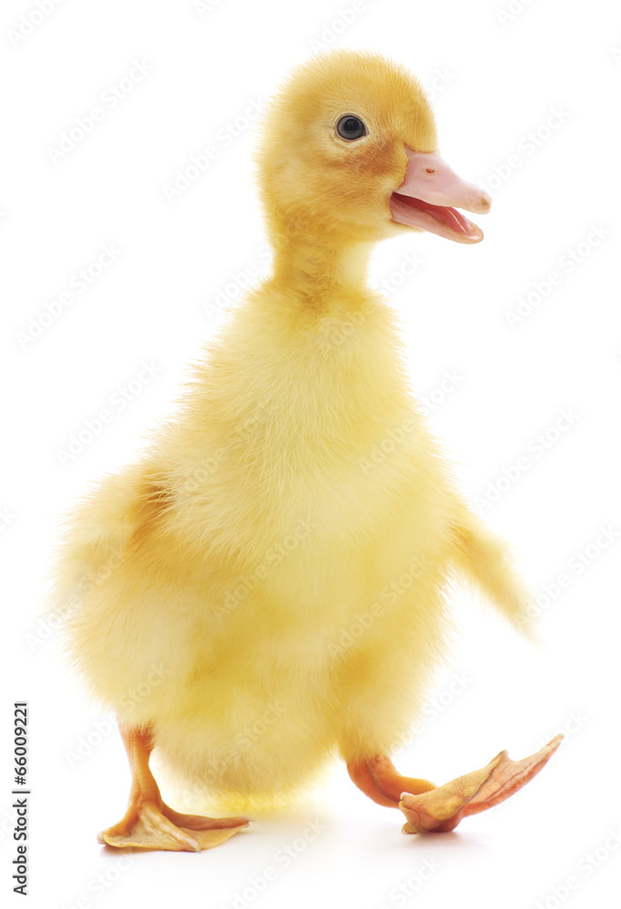 one duckling one duckling