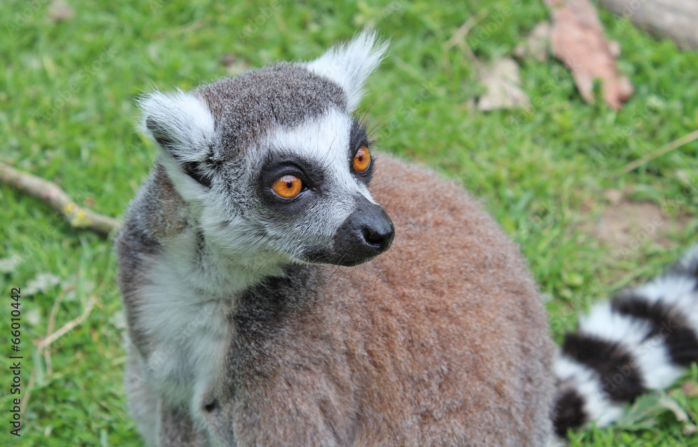 Obraz premium Parc des félins
