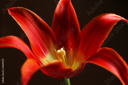 Fototapeta Naklejka Na Ścianę i Meble -  Beautiful red tulip on dark background
