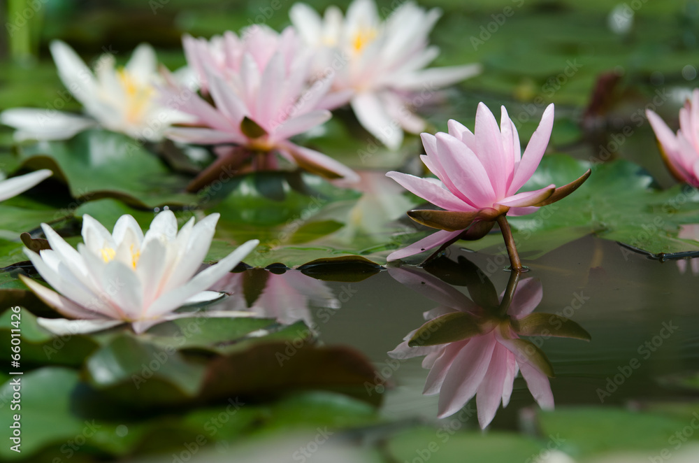 Fototapeta premium lotus flower background