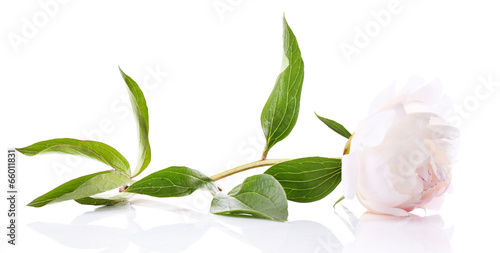 Fototapeta Naklejka Na Ścianę i Meble -  Beautiful white peony flower, isolated on white