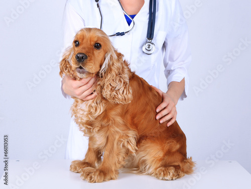 Obraz na płótnie English cocker spaniel in veterinarian