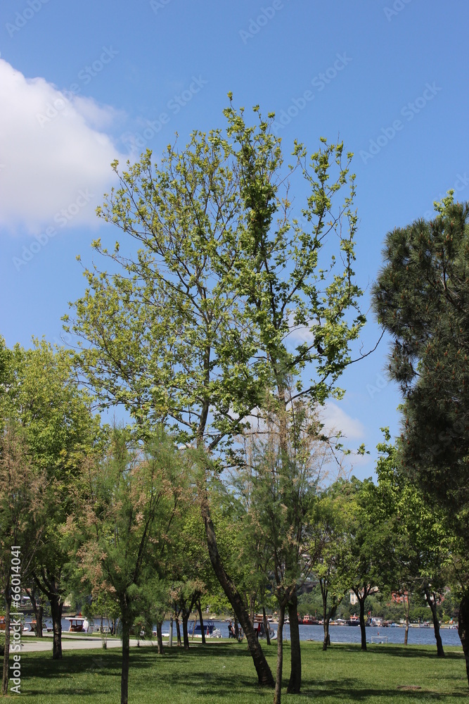 Obraz premium Long Tree