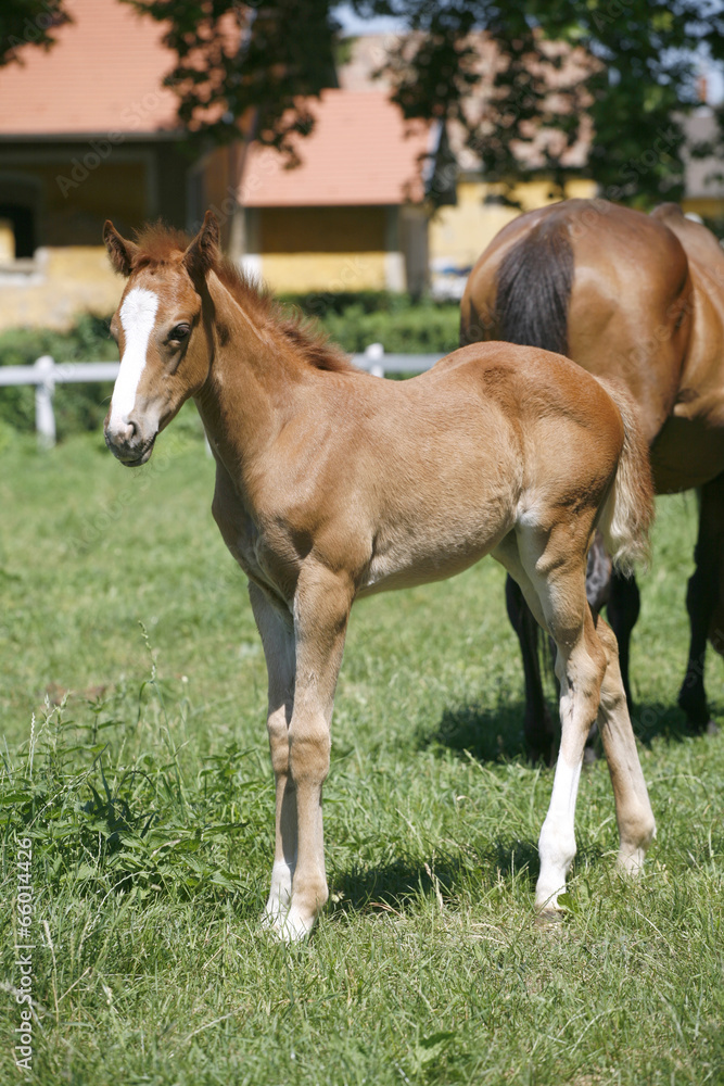 Thoroughbred foal standing alone in pasture Thoroughbred foal standing alone in pasture