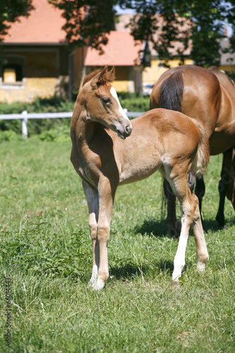 Baby horse in pasture