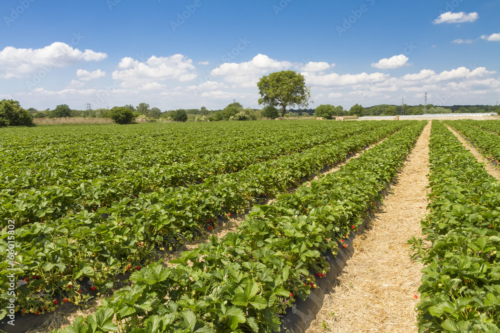 Strawberry field