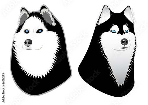 Two dogs Husky